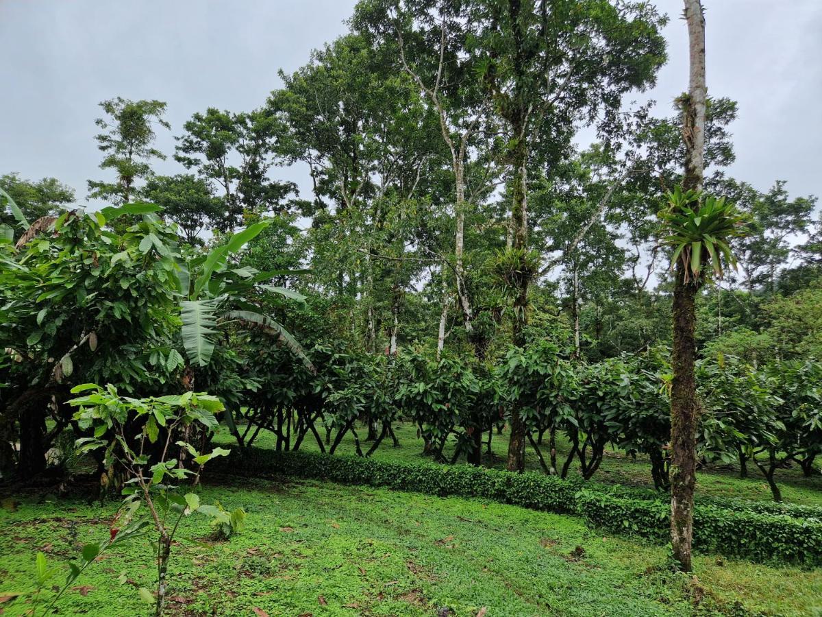 Finca Amistad Cacao Lodge Bijagua Exteriör bild