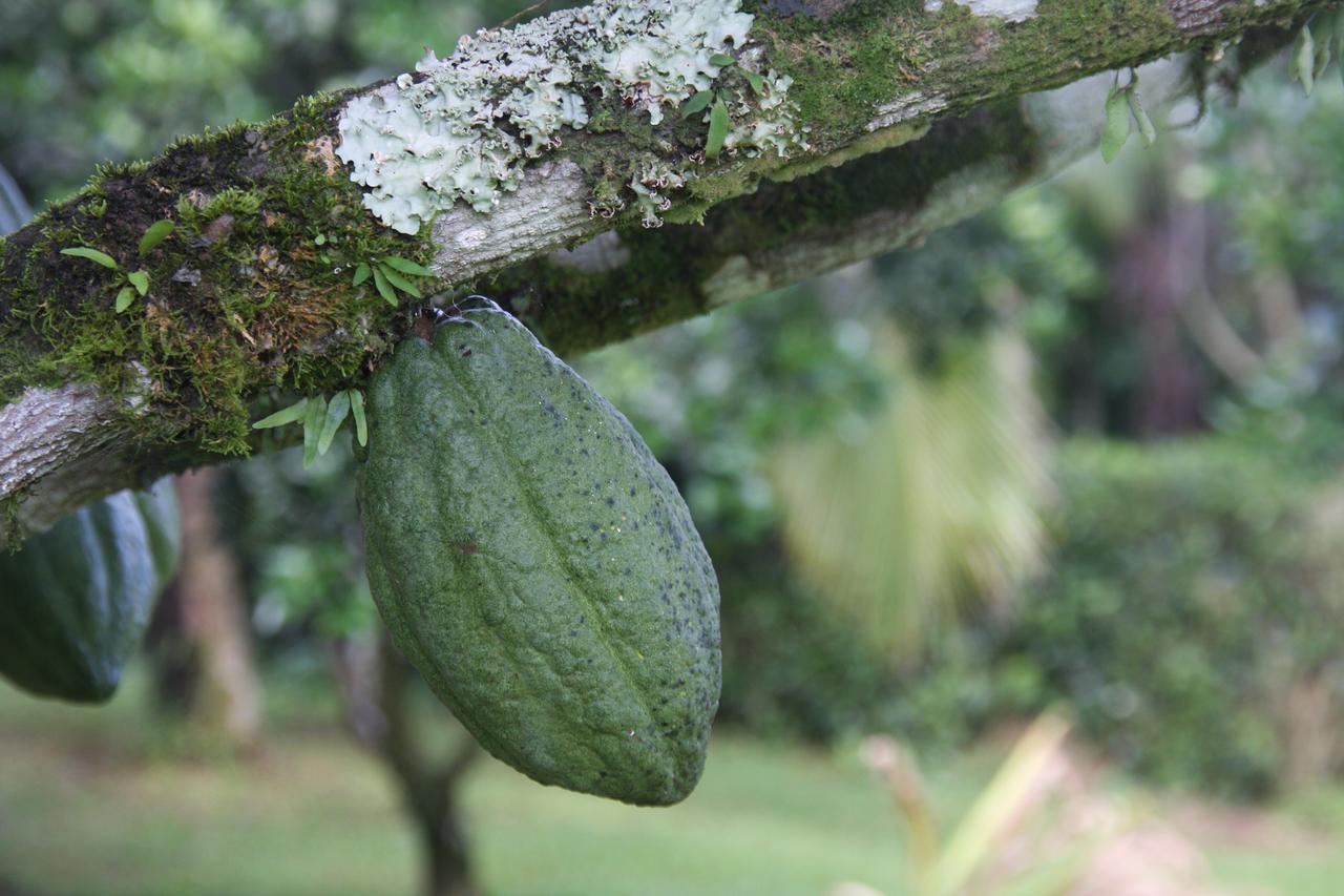 Finca Amistad Cacao Lodge Bijagua Exteriör bild