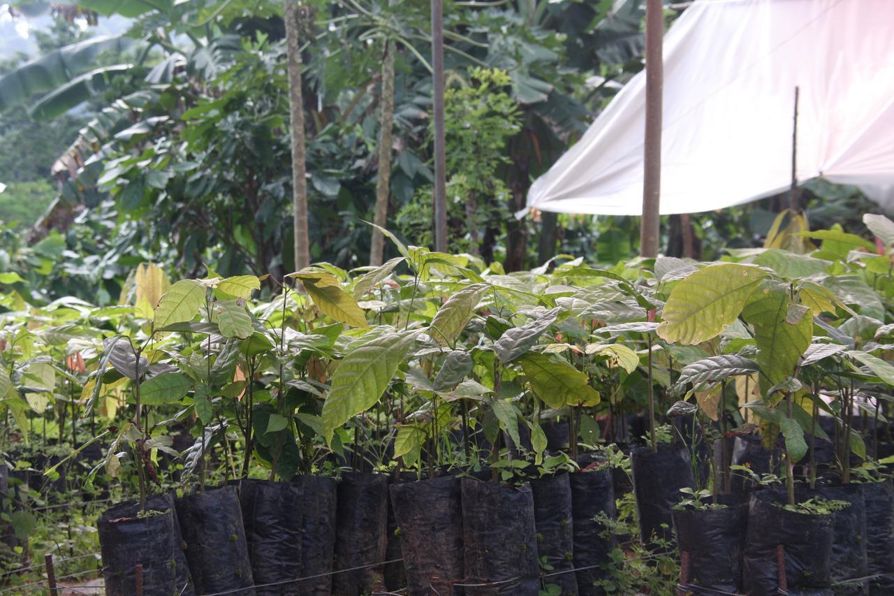 Finca Amistad Cacao Lodge Bijagua Exteriör bild
