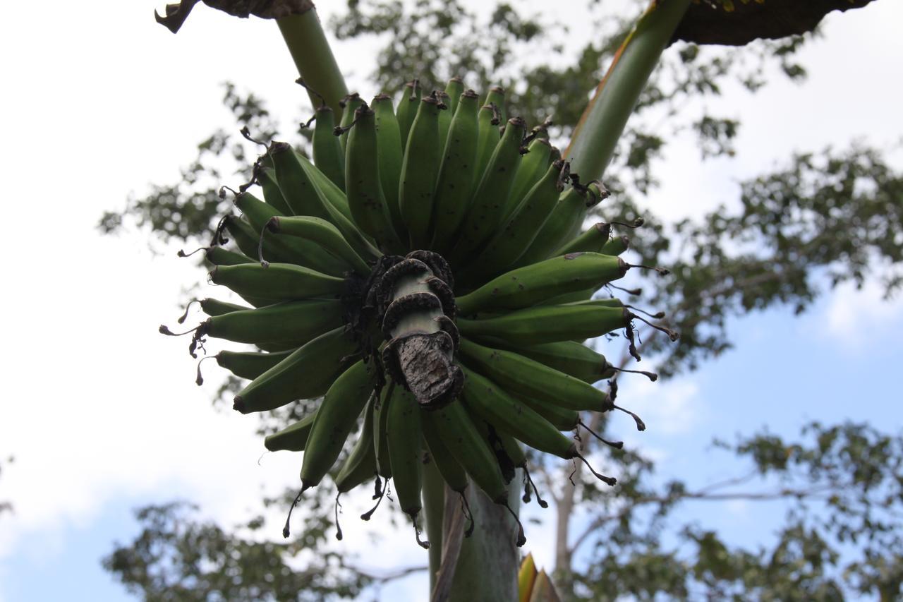 Finca Amistad Cacao Lodge Bijagua Exteriör bild